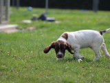 Chiots Springer Anglais LOF à vendre