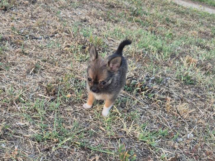 Femelle Chihuahua non LOF à vendre