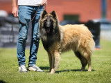 Saillie disponible avec un chien mâle Berger Belge Tervueren LOF