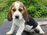 5 chiots Beagles disponibles à la vente (LOF)