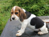5 chiots Beagles disponibles à la vente (LOF)