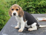 5 chiots Beagles disponibles à la vente (LOF)