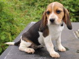 5 chiots Beagles disponibles à la vente (LOF)