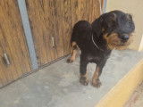 1 chiot Jagd Terrier mâle en vente (LOF)