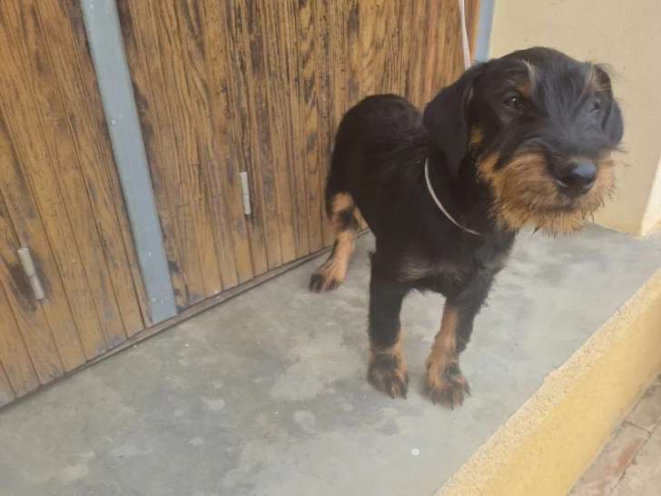 1 chiot Jagd Terrier mâle en vente (LOF)