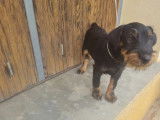 1 chiot Jagd Terrier mâle en vente (LOF)