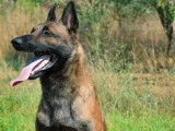 Saillie disponible avec un chien mâle Berger Belge Malinois (LOF)