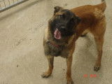 Chienne Berger Belge Malinois LOF à vendre