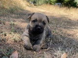 À réserver, 3 chiots Cairn Terrier (LOF)