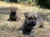 À réserver, 3 chiots Cairn Terrier (LOF)