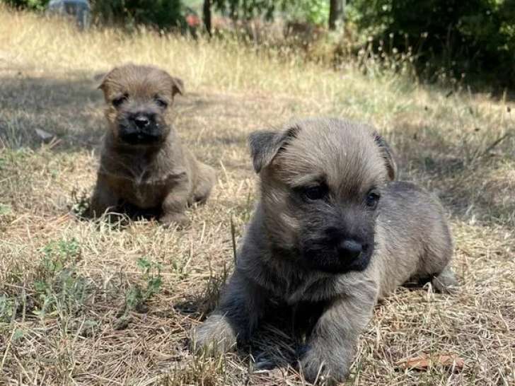 À réserver, 3 chiots Cairn Terrier (LOF)