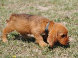 À réserver, des chiots Basset Fauve de Bretagne (LOF)