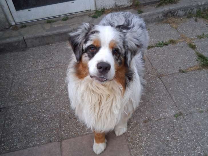 Mâle Berger Australien bleu merle LOF à vendre