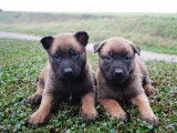 8 chiots Berger Belge Malinois LOF à réserver