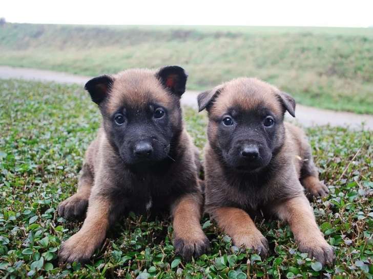 8 chiots Berger Belge Malinois LOF à réserver