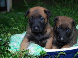 8 chiots Berger Belge Malinois LOF à réserver