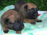 8 chiots Berger Belge Malinois LOF à réserver