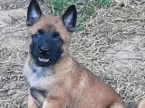 8 chiots Berger Belge Malinois LOF à réserver