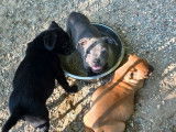 7 chiots Staffordshire Bull Terrier LOF à réserver