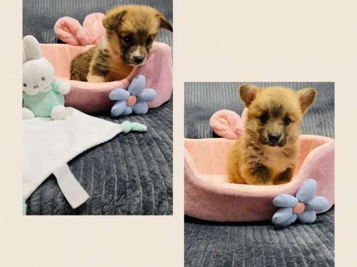 2 chiots femelles Welsh Corgi Pembroke LOF à réserver