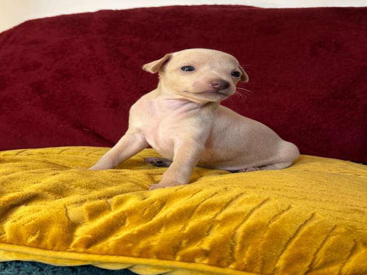 Chiots femelles Lévrier Italien à vendre