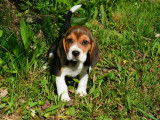 À réserver, 4 chiots femelles Beagle LOF