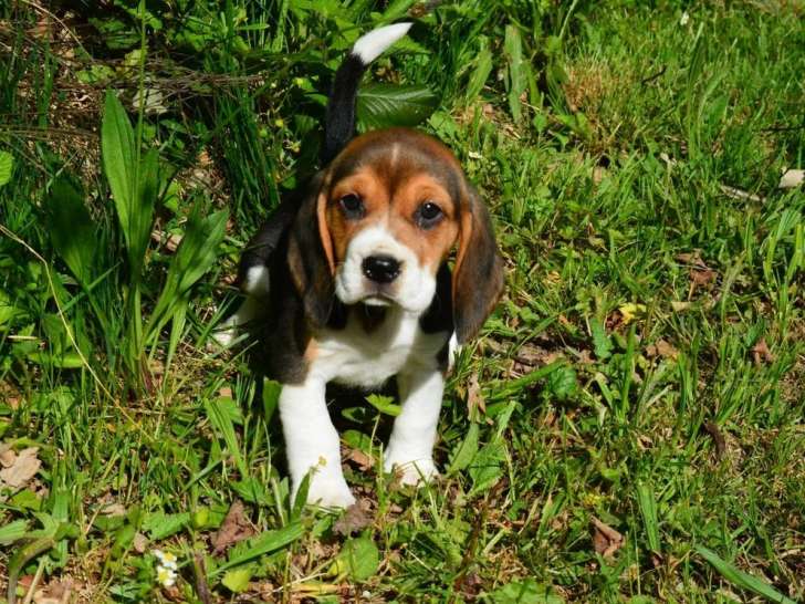 À réserver, 4 chiots femelles Beagle LOF