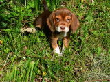 À réserver, 4 chiots femelles Beagle LOF