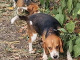 À vendre, 2 chiens adultes mâles Beagle (LOF)