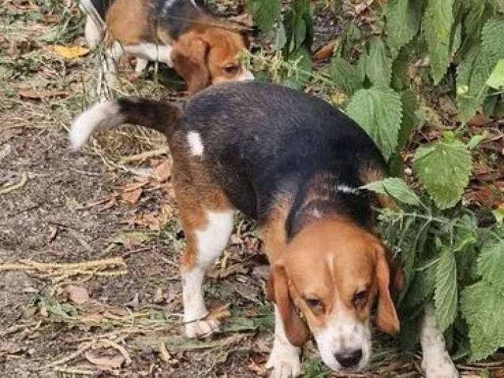 À vendre, 2 chiens adultes mâles Beagle (LOF)