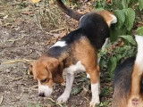 À vendre, 2 chiens adultes mâles Beagle (LOF)