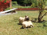 2 chiots femelles Bouledogue Français LOF à vendre