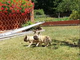 2 chiots femelles Bouledogue Français LOF à vendre