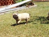 2 chiots femelles Bouledogue Français LOF à vendre