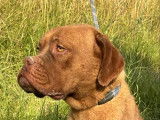À vendre, chien adulte femelle Dogue de Bordeaux (LOF)