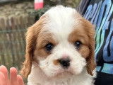 À réserver, 4 chiots Cavalier King Charles (LOF)