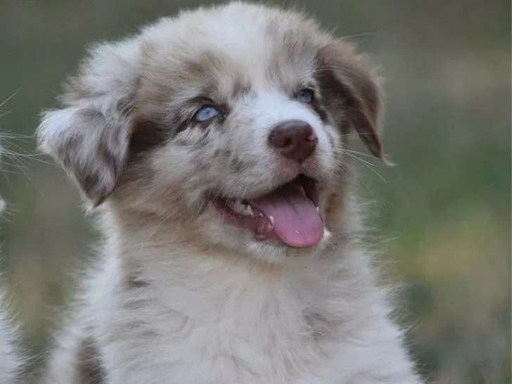 1 chiot mâle Berger Australien LOF à réserver