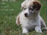 1 chiot mâle Berger Australien LOF à réserver
