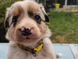 7 chiots Border Collie LOF à réserver