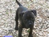 2 chiots femelles Staffordshire Bull Terrier LOF à vendre