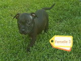2 chiots femelles Staffordshire Bull Terrier LOF à vendre