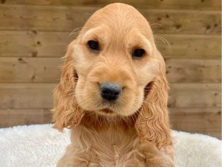 5 chiots Cocker Anglais à vendre (LOF)