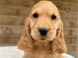 5 chiots Cocker Anglais à vendre (LOF)