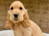 5 chiots Cocker Anglais à vendre (LOF)