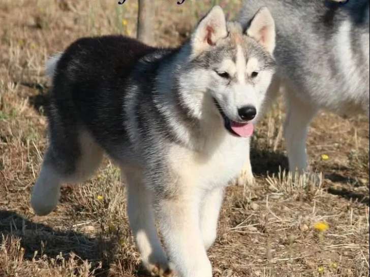 4 chiots Husky Sibérien disponibles à l’achat (LOF)