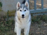 4 chiots Husky Sibérien disponibles à l’achat (LOF)