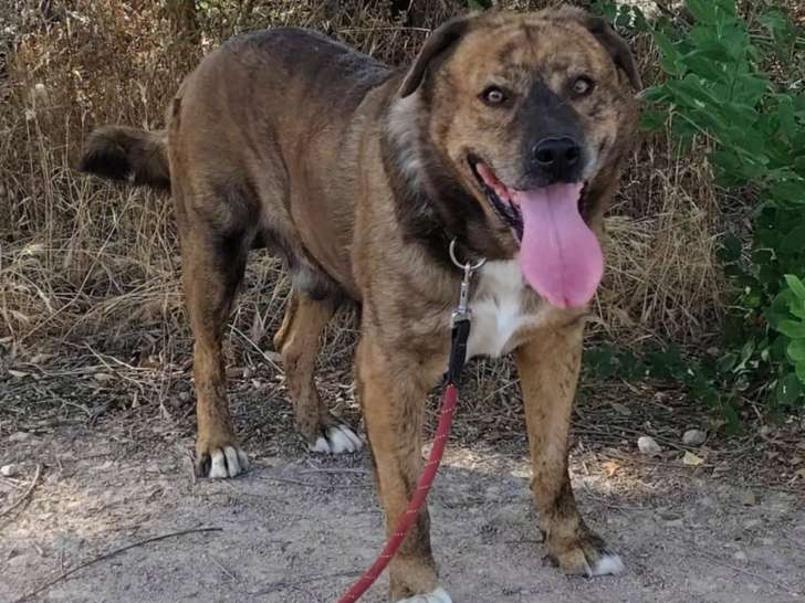 JAIME Magnifique croisé Alano Espagnol de 5 ans à adopter