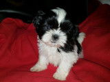 Des chiots Shih-Tzu LOF à acheter