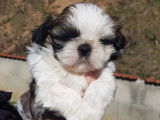 Des chiots Shih-Tzu LOF à acheter