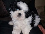 Des chiots Shih-Tzu LOF à acheter
